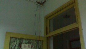 看望彪哥 看望彪哥