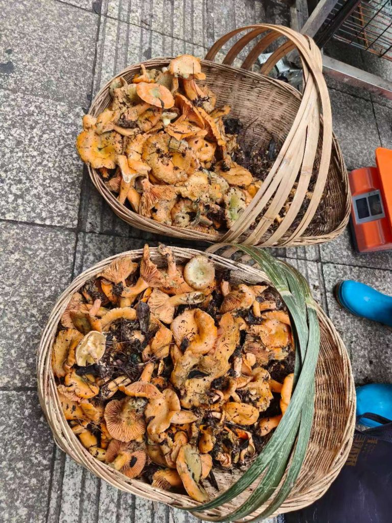 野生菌真是大自然的绝佳馈赠