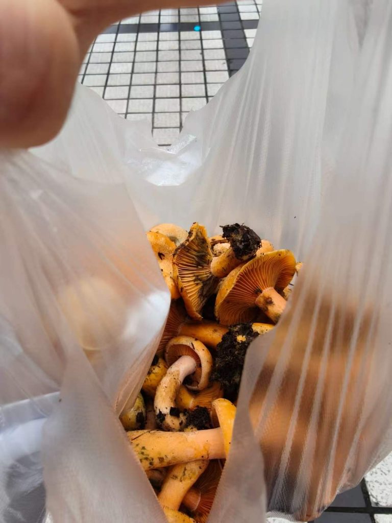 野生菌真是大自然的绝佳馈赠